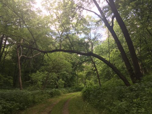 A winding dirt path through a lush green forest, with a large tree arching over the trail.