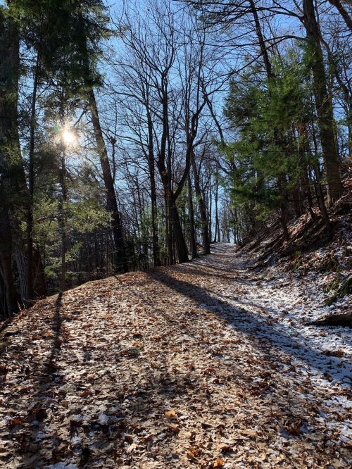 A sunlit forest path lined with trees, featuring fallen leaves and patches of snow on the ground.