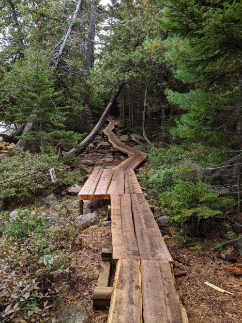 A winding wooden boardwalk through a lush forest, surrounded by trees and greenery.