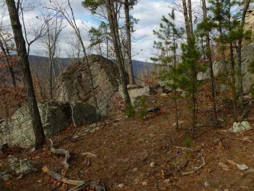 A rocky forest landscape with sparse trees and fallen leaves, under a cloudy sky.