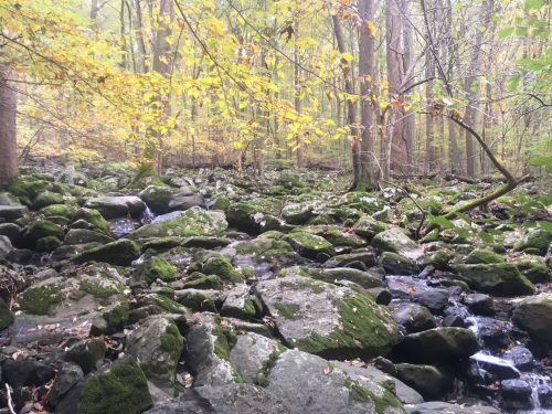 A serene forest scene with a rocky stream, surrounded by moss-covered stones and autumn foliage.