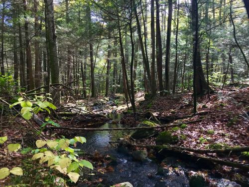A serene forest scene with a small stream, surrounded by trees and fallen leaves, creating a peaceful natural setting.