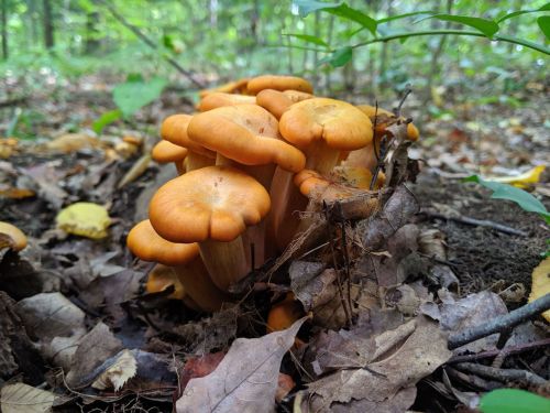 A cluster of orange mushrooms growing among fallen leaves in a lush green forest.