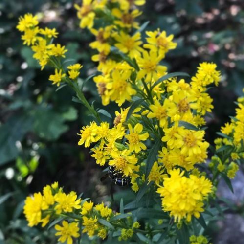 A close-up of vibrant yellow flowers with a bee resting among them, set against a blurred green background.