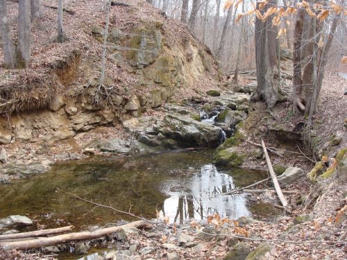 A serene forest scene featuring a small creek flowing over rocks, surrounded by trees and fallen leaves.