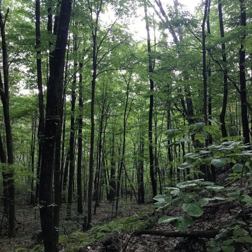Lush green forest with tall trees and dense foliage, creating a serene and tranquil atmosphere.