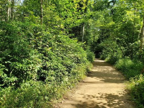 A sunlit dirt path winding through lush green foliage in a serene forest setting.