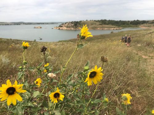 A field of yellow wildflowers in the foreground, with a lake and hikers in the background under a cloudy sky.