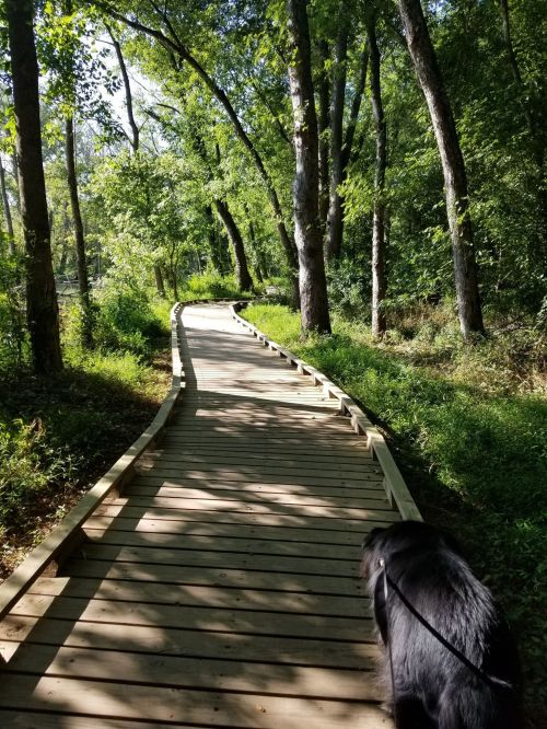 A wooden path winds through a lush green forest, with a black dog walking alongside.