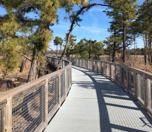 A wooden boardwalk winds through a forested area with tall trees and clear blue skies.