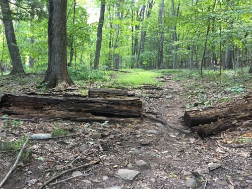 A forest path with fallen logs and greenery, surrounded by trees and underbrush.