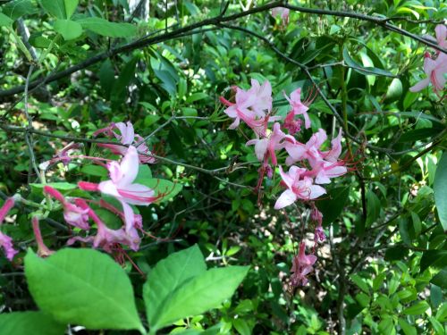 Delicate pink flowers bloom among lush green foliage in a vibrant natural setting.