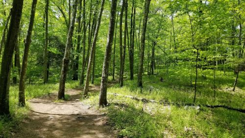 A lush green forest with tall trees and a winding dirt path surrounded by vibrant foliage.