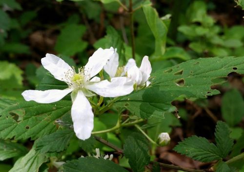 A close-up of a white flower with five petals, surrounded by green leaves with some holes, in a natural setting.