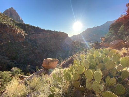 A sunlit canyon landscape with cacti in the foreground and mountains in the background.