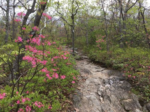 A rocky trail surrounded by vibrant pink flowers and lush green foliage in a forested area.