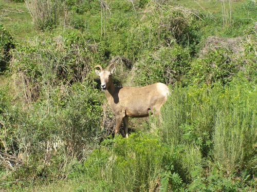 A young goat stands among lush green vegetation, surrounded by bushes and plants in a natural setting.