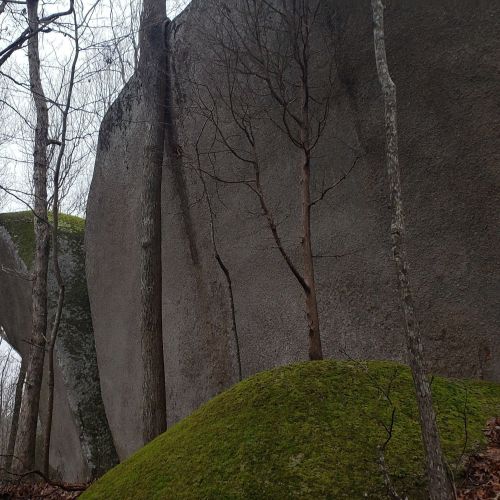 A large, moss-covered rock formation surrounded by bare trees in a forest setting.