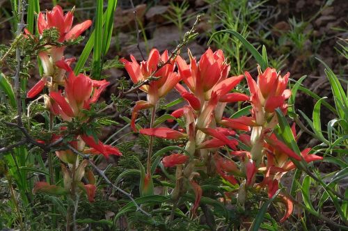 A cluster of vibrant red and orange flowers surrounded by green grass and foliage in a natural setting.