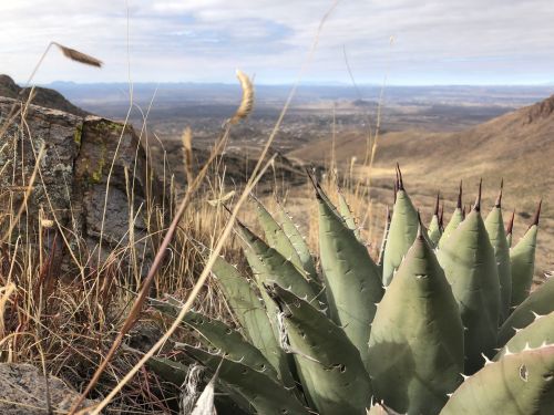 A close-up of a spiky green plant in a dry, mountainous landscape with distant hills under a cloudy sky.