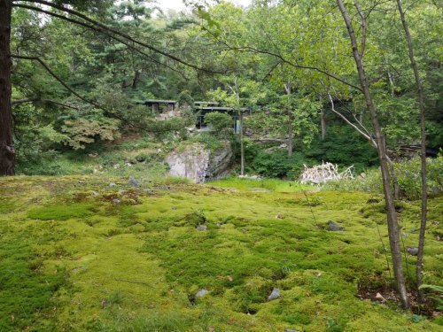 A serene forest scene with lush green moss, trees, and a rocky outcrop in the background.