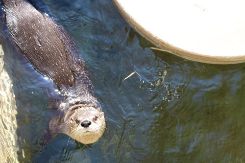 A playful otter swimming in clear water, looking up with a curious expression.