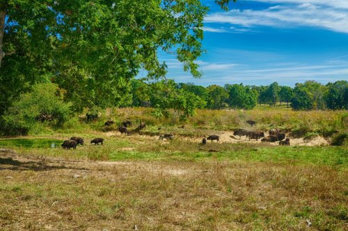 A scenic landscape with a herd of bison grazing in a grassy field under a blue sky and scattered trees.