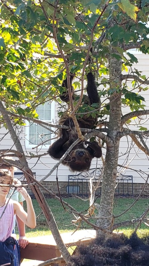 A sloth hangs upside down from a tree branch, surrounded by people observing it.