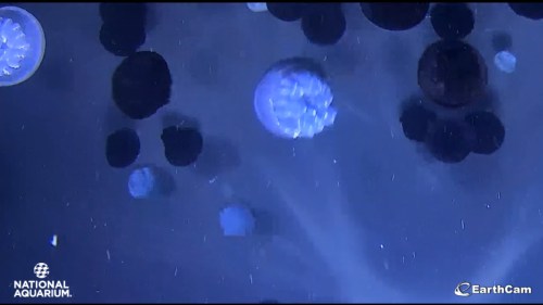 A serene underwater scene featuring various jellyfish floating in a dark blue environment.