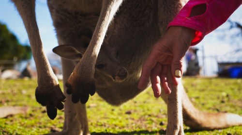 A close-up of a kangaroo with a joey peeking out, while a hand reaches towards the joey.