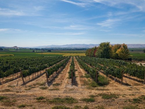 A scenic vineyard with rows of grapevines, surrounded by green fields and distant mountains under a blue sky.