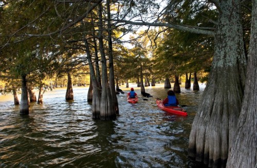 Two kayakers navigate through a serene, tree-lined waterway, surrounded by cypress trees and calm waters.