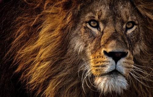 Close-up of a majestic lion with a thick mane and intense gaze, showcasing its powerful features and natural beauty.