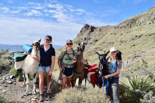 Three hikers stand with their pack llamas on a rocky trail, surrounded by mountains and greenery under a blue sky.