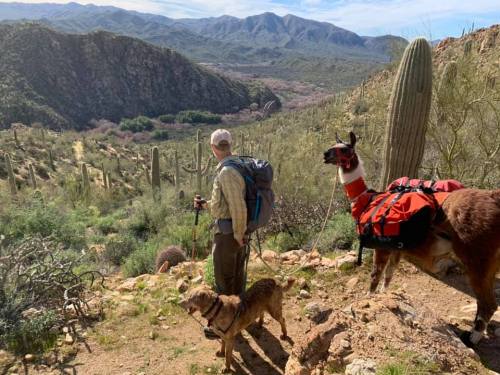A person with a backpack stands on a trail, accompanied by a llama and a dog, overlooking a mountainous landscape.