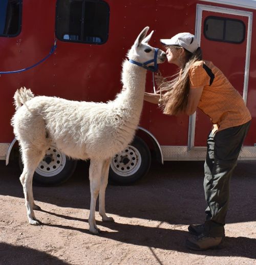 A person leans down to kiss a white llama beside a red trailer in a sunny outdoor setting.