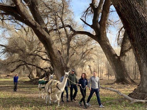 A group of people walking llamas through a wooded area with large trees and a sunny sky.