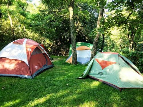 Three colorful tents set up on green grass in a wooded area, surrounded by trees and sunlight.