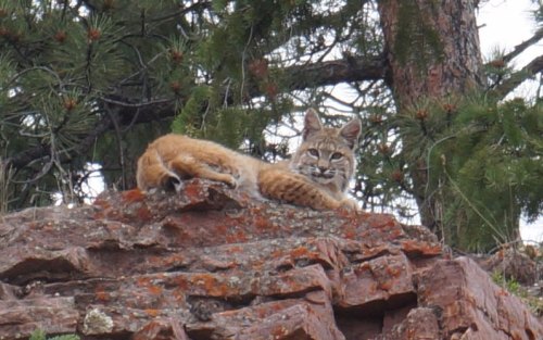 A bobcat lounging on a rocky outcrop, surrounded by pine trees and greenery.