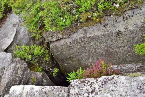 A rocky surface with patches of green plants and moss, showing a crevice between large stones.