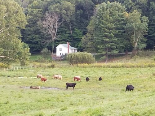 A peaceful rural scene with cows grazing in a green field, a white house, and trees in the background.