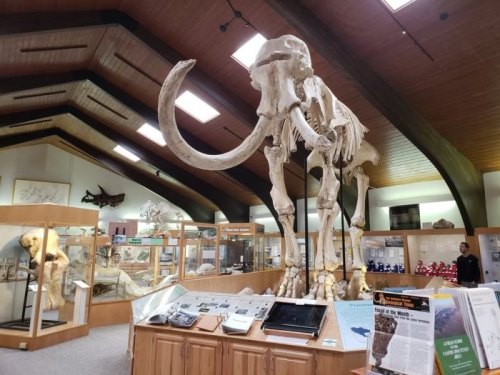 A large mammoth skeleton displayed in a museum, surrounded by informational exhibits and other fossils.