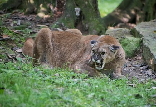 A puma crouches on the grass, baring its teeth and looking intently at something in its environment.