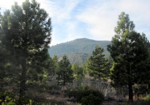 A scenic view of a mountainous landscape framed by tall pine trees under a clear sky.