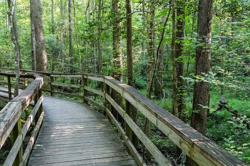 A winding wooden boardwalk through a lush green forest with tall trees and dense foliage.