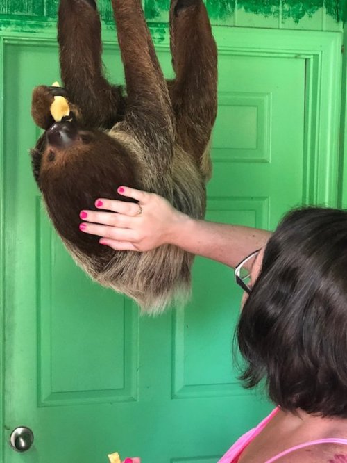 A person gently holds a sloth hanging upside down while it eats a piece of fruit in front of a green door.