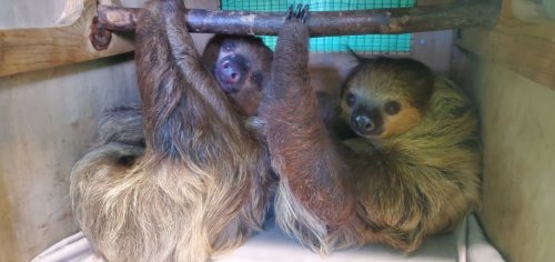 Two sloths hanging from a branch inside a wooden enclosure, looking relaxed and cozy.