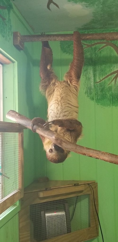 A sloth hanging upside down from a branch in a green room with a mural of trees.