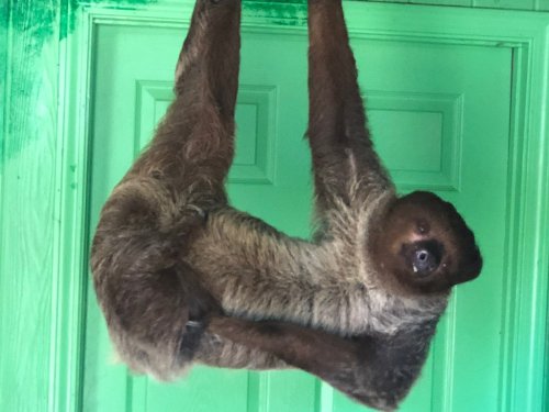 A sloth hanging upside down from a green door, with a relaxed expression and fur in shades of brown.