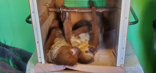 Two sloths hanging upside down in a cozy enclosure, resting side by side on a wooden branch.